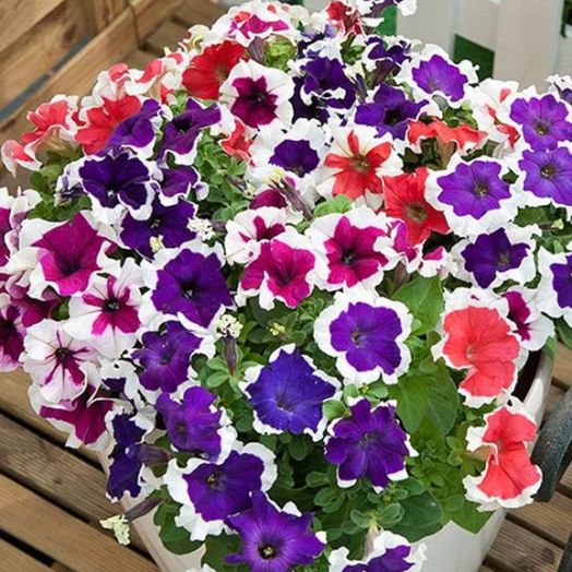 Петуния крупноцветковая (Petunia grandiflora F1) Hulahoop Mix, 250 драже