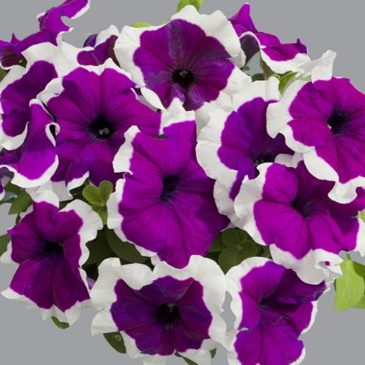 Петуния крупноцветковая (Petunia grandiflora F1) Limbo violet picotee, 100 драже