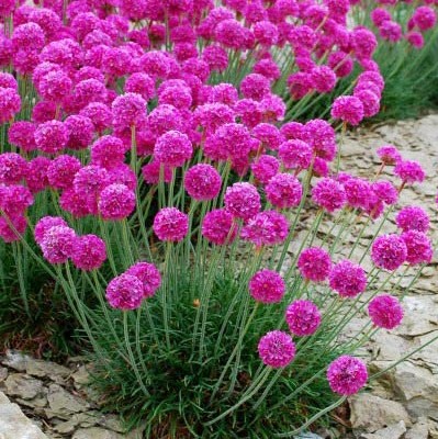 Армерия приморская (Armeria maritima), 0,5г семян