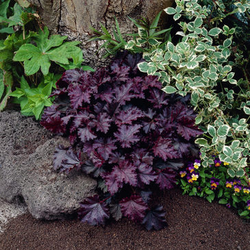 Гейхера мелкоцветковая (Heuchera micrantha) Palace Purple, 100 драже