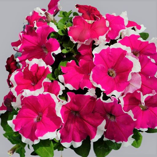 Петуния крупноцветковая (Petunia grandiflora F1) Limbo rose picotee, 100 драже