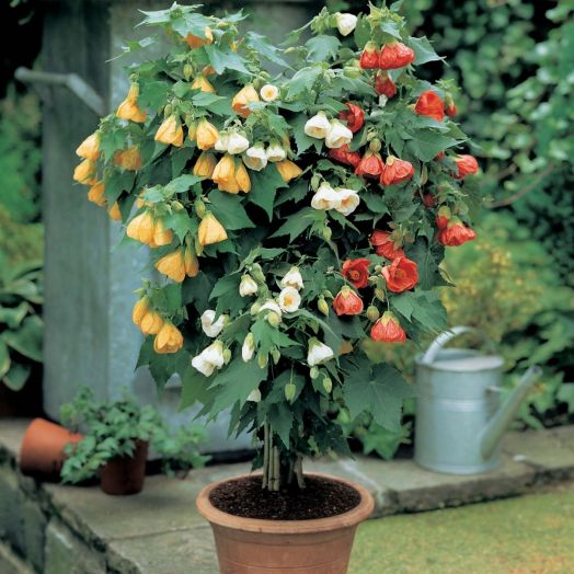 Абутилон гибридный (Abutilon hybridum) Bellvue Mixed, 1г семян