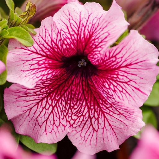 Петуния крупноцветковая (Petunia grandiflora F1) Limbo orchid veined, 100 драже