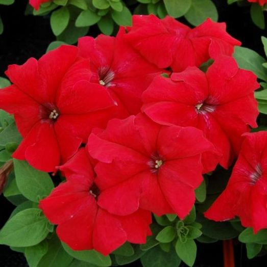 Петуния крупноцветковая (Petunia grandiflora F1) Limbo red, 100 драже