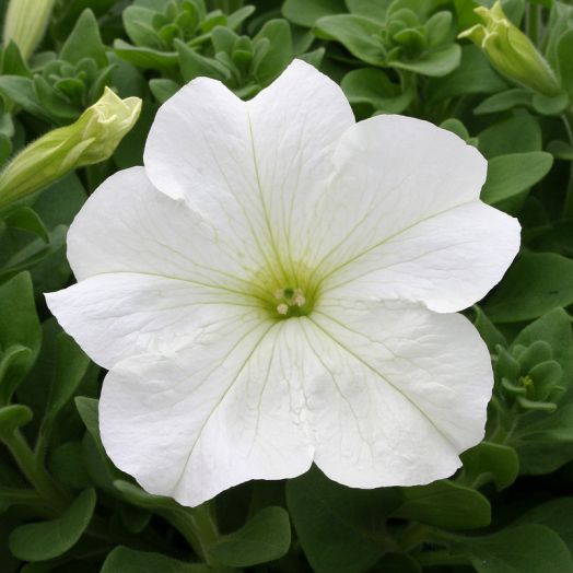 Петуния крупноцветковая (Petunia grandiflora F1) Prism White, 250 драже