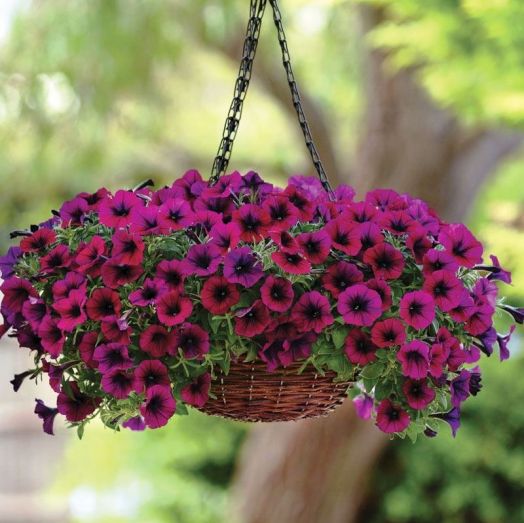 Петуния ампельная (Petunia trayling F1) Shock Wave Deep Purple, 50 драже