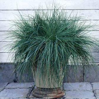 Овсяница сизая (Festuca cinerea) Festina, 10 мультидраже