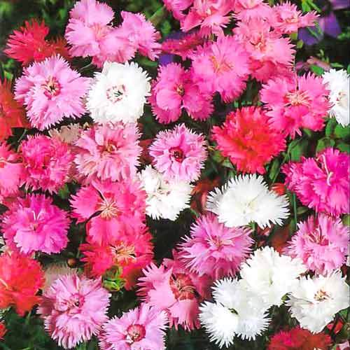 Гвоздика перистая (Dianthus plumarius) Spring beauty double mix, 1г семян