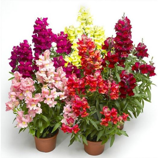Львиный зев (Antirrhinum majus) Snaptini Mix, 100 драже