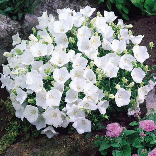 Колокольчик карпатский (Campanula carpatica) White, 0,5г семян