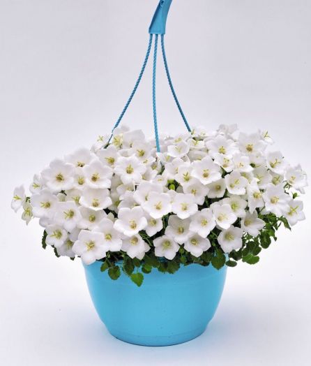 Колокольчик карпатский (Campanula carpatica) Pearl White, 50 драже