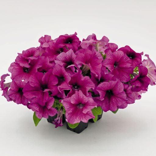 Петуния крупноцветковая (Petunia grandiflora F1) Success! 360° Burgundy Vein, 100 драже