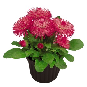 Маргаритка многолетняя (Bellis perennis) Roggli Rose, 100 драже