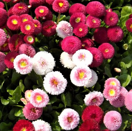 Маргаритка многолетняя (Bellis perennis) Super Enorma Double Flowered Mixed, 0,5г семян