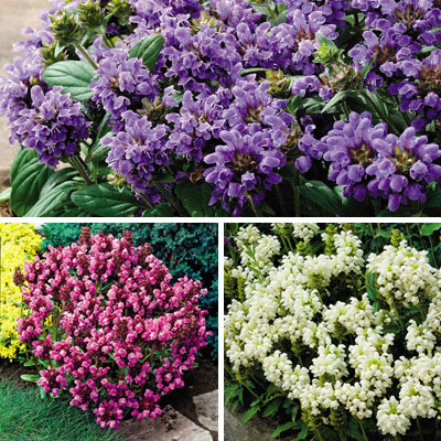 Прунелла крупноцветковая (Prunella grandiflora) Pagoda, 0,5г семян