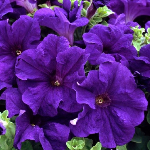 Петуния крупноцветковая (Petunia grandiflora F1) Tango blue, 250 драже