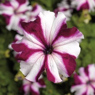 Петуния крупноцветковая (Petunia grandiflora F1) Tritunia Crimson Star, 250 драже