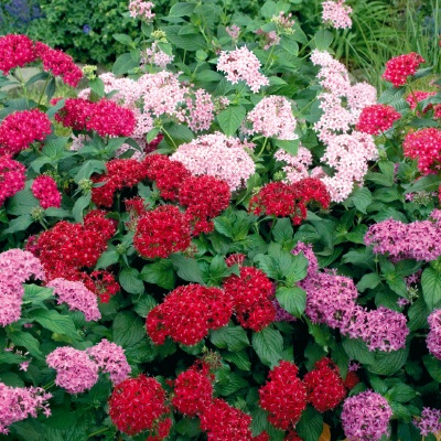 Пентас ланцетовидный (Pentas lanceolata F1) Kaleidoscope Mix, 50 драже