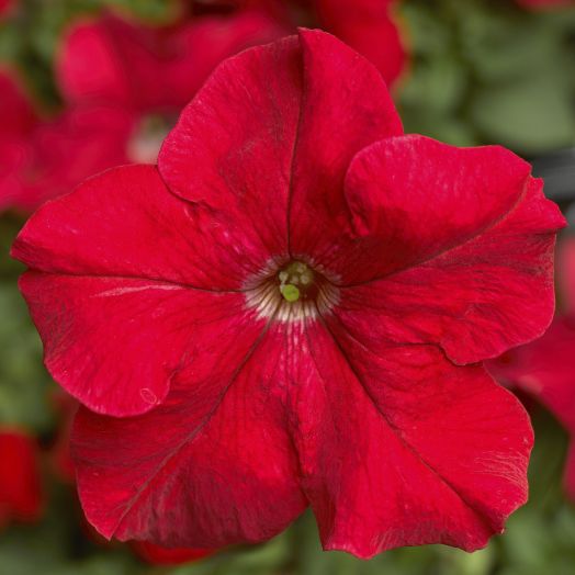 Петуния крупноцветковая (Petunia grandiflora F1) Tritunia Red, 250 драже