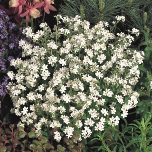 Незабудка альпийская (Myosotis alpestris) Victoria White, 0,5г семян