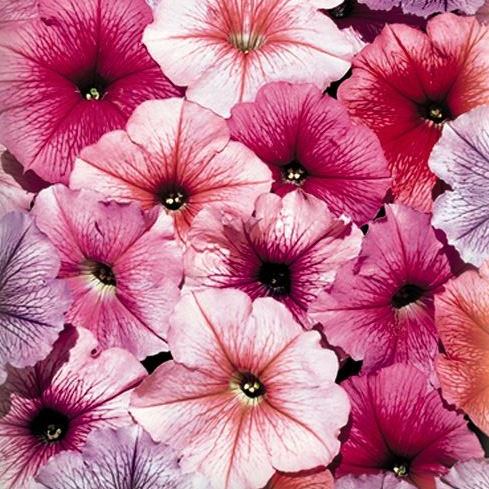 Петуния многоцветковая (Petunia F1 multiflora) Celebrity Ice Mix, 100 драже