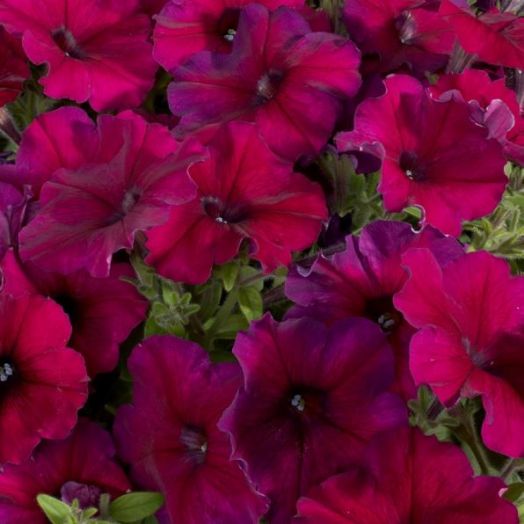 Петуния многоцветковая (Petunia F1 multiflora) Celebrity Burgundy, 100 драже