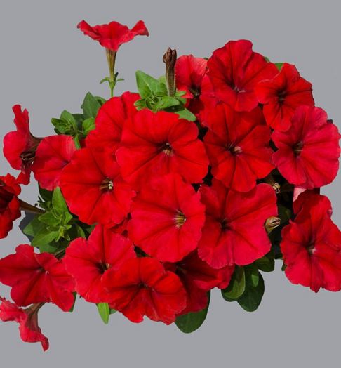 Петуния многоцветковая (Petunia multiflora F1) Mambo red, 100 драже