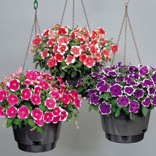 Петуния многоцветковая (Petunia multiflora F1) Merlin Picotee Mix, 100 драже