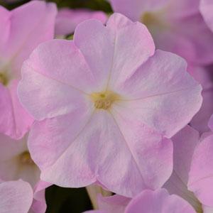 Петуния многоцветковая (Petunia multiflora F1) Mirage Pink Chiffon, 100 драже