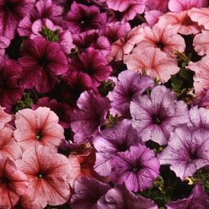 Петуния многоцветковая (Petunia multiflora F1) Mirage Mix Reflections, 100 драже