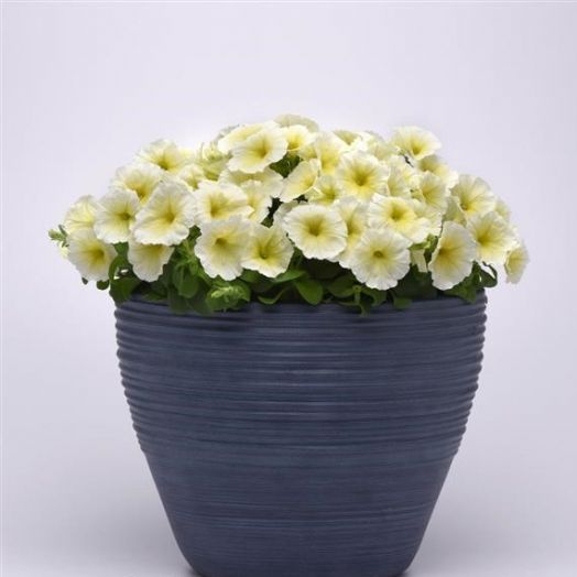 Петуния многоцветковая (Petunia multiflora F1) Mirage Yellow, 100 драже