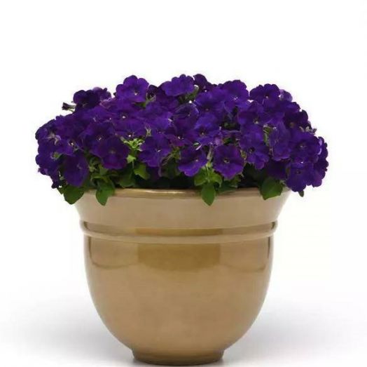 Петуния многоцветковая (Petunia multiflora F1) Mirage Blue, 100 драже