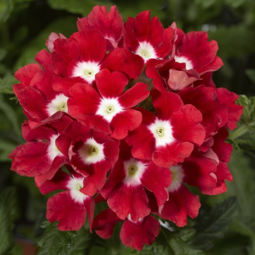 Вербена гибридная (Verbena hybrida) Tuscany Scarlet with Eye, 50шт семян