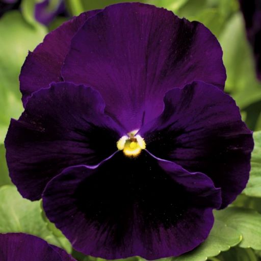 Виола виттрока (Viola wittrockiana) Colossus Purple with Blotch, 100шт семян