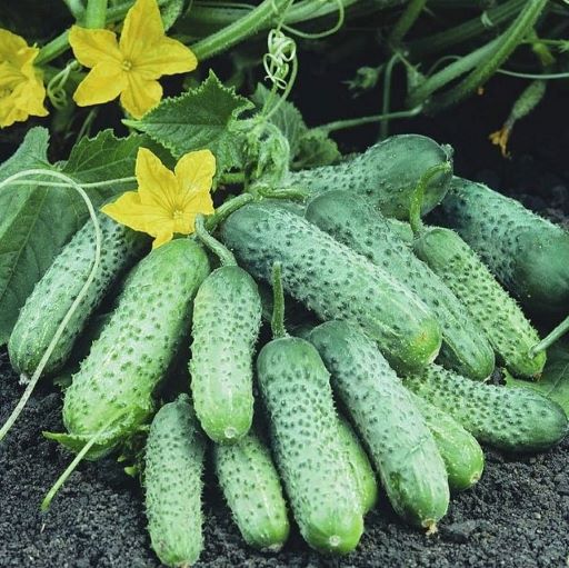 Огурец партенокарпический Пасамонте F1, 50шт семян