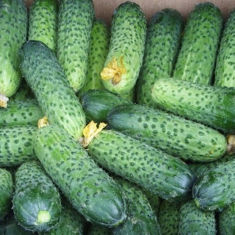 Огурец МЕРЕНГА F1, 250 семян