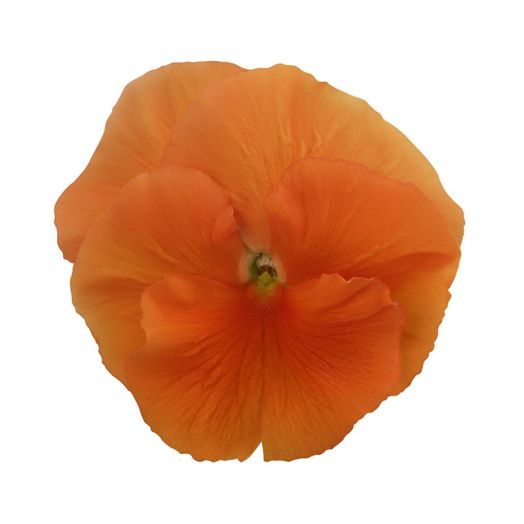 Виола виттрока (Viola wittrockiana) Premier Deep Orange, 100 семян