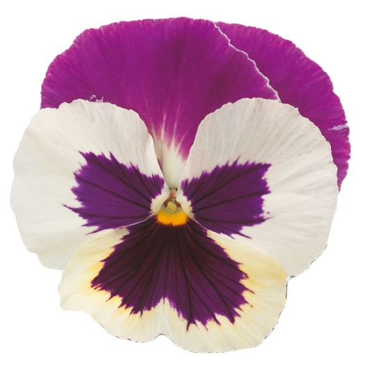 Виола виттрока (Viola wittrockiana) Premier Purple Rose&White, 100 семян