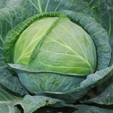 Капуста белокочанная Агрессор F1, 100шт семян