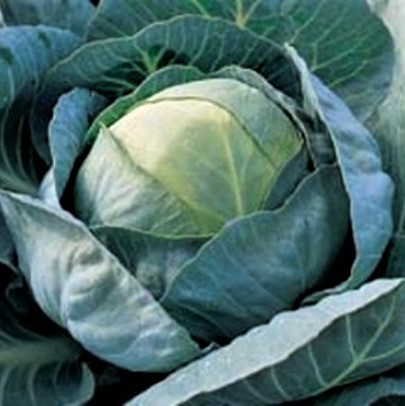 Капуста белокочанная ЮНИОР F1, 1.000 семян