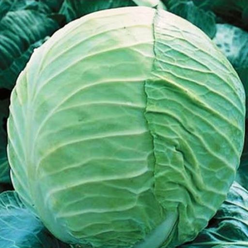 Капуста белокочанная Эрдено F1, 100шт семян
