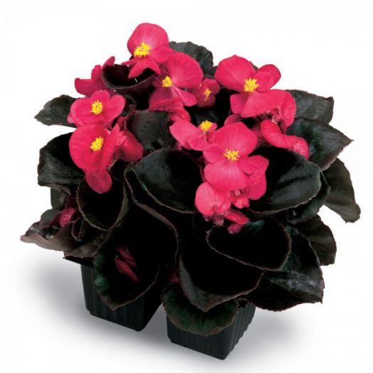Бегония вечноцветущая (Begonia semperflorens) Senator Deep Rose F1, 250 драже