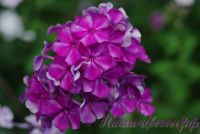 Флокс 'Серафима Александрова' / Phlox 'Serafima Aleksandrova'