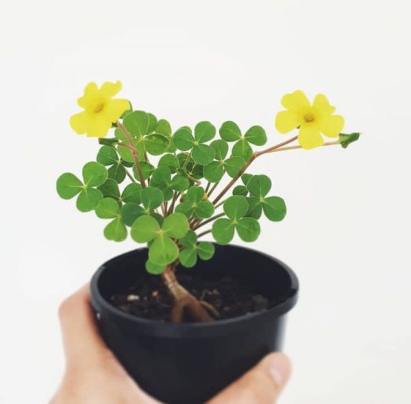 Oxalis megalorrhiza (Оксалис Мегалориза)
