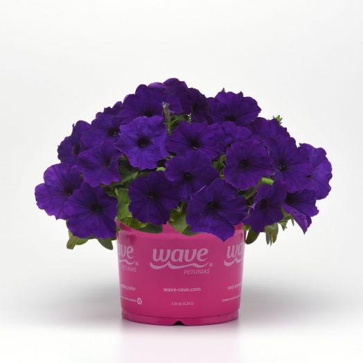 Петуния ампельная (Petunia trayling F1) E3 Easy Wave Blue, 50 драже