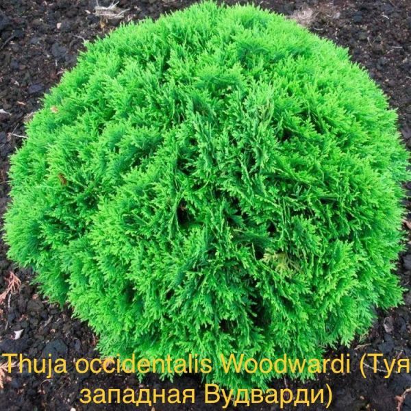 Thuja occidentalis Woodwardi (Туя западная Вудварди)