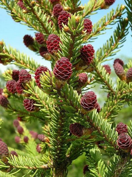 Рicea ajanensis (Ель аянская, Ель иезская)