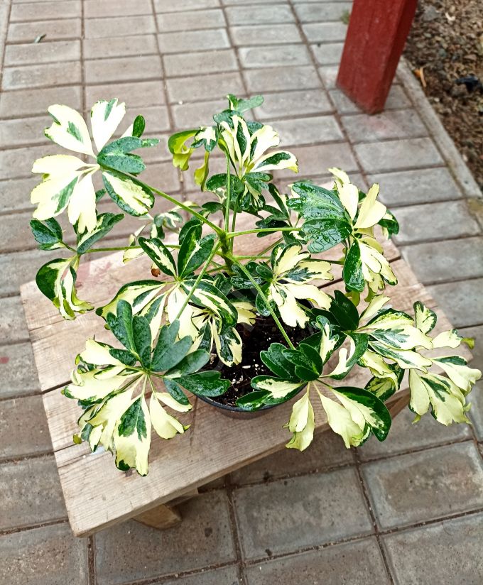 Шеффлера "Герда"