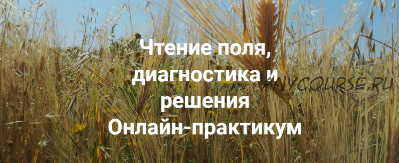 [Институт открытого поля] Чтение поля, диагностика и решения. Вся практика (Елена Веселаго)