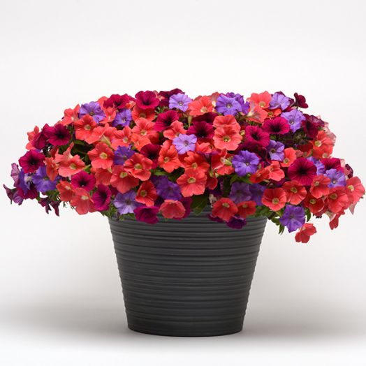 Петуния ампельная (Petunia trayling F1) Shock Wave Firecracker, 50 драже